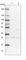 RERG Like antibody, HPA041740, Atlas Antibodies, Western Blot image 