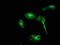 Beclin 1 antibody, LS-C337310, Lifespan Biosciences, Immunofluorescence image 