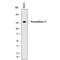 Protocadherin 12 antibody, MAB7926, R&D Systems, Western Blot image 