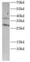 gbl antibody, FNab10372, FineTest, Western Blot image 