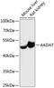 Aminoadipate Aminotransferase antibody, GTX66160, GeneTex, Western Blot image 
