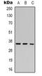 Hes Related Family BHLH Transcription Factor With YRPW Motif 2 antibody, LS-C368852, Lifespan Biosciences, Western Blot image 