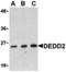 Death Effector Domain Containing 2 antibody, MBS150411, MyBioSource, Western Blot image 