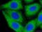 Cytochrome P450 Family 3 Subfamily A Member 4 antibody, 18227-1-AP, Proteintech Group, Immunofluorescence image 