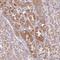 Coiled-Coil-Helix-Coiled-Coil-Helix Domain Containing 7 antibody, HPA050783, Atlas Antibodies, Immunohistochemistry paraffin image 