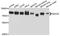 DEAD-Box Helicase 3 X-Linked antibody, abx136142, Abbexa, Western Blot image 