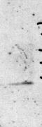 Histone Cluster 4 H4 antibody, NBP2-59259, Novus Biologicals, Western Blot image 