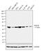 Glycogen Synthase Kinase 3 Beta antibody, MA5-15597, Invitrogen Antibodies, Western Blot image 