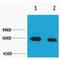 Albumin antibody, LS-C387528, Lifespan Biosciences, Western Blot image 