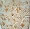 Cytochrome C Oxidase Assembly Factor Heme A:Farnesyltransferase COX10 antibody, LS-C166961, Lifespan Biosciences, Immunohistochemistry frozen image 