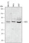Heat Shock Transcription Factor 2 antibody, AF5227, R&D Systems, Western Blot image 