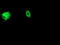 Adiponectin, C1Q And Collagen Domain Containing antibody, LS-C337548, Lifespan Biosciences, Immunofluorescence image 