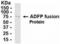 Perilipin 2 antibody, XW-8024, ProSci, Western Blot image 