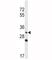 Wnt Family Member 3A antibody, F43989-0.4ML, NSJ Bioreagents, Western Blot image 