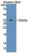 Phosphodiesterase 10A antibody, abx130763, Abbexa, Western Blot image 