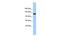 Testis Expressed 2 antibody, PA5-43323, Invitrogen Antibodies, Western Blot image 