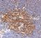 Profilin 1 antibody, NBP1-19344, Novus Biologicals, Immunohistochemistry paraffin image 