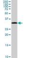 Phosphatidylinositol Transfer Protein Alpha antibody, H00005306-M01, Novus Biologicals, Western Blot image 