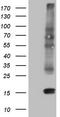 Choriogonadotropin subunit beta antibody, TA805383S, Origene, Western Blot image 