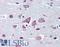 Gamma-Aminobutyric Acid Type A Receptor Alpha4 Subunit antibody, LS-B3611, Lifespan Biosciences, Immunohistochemistry paraffin image 