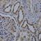 WD Repeat Domain 5 antibody, GTX32971, GeneTex, Immunohistochemistry paraffin image 