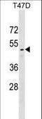 RELT TNF Receptor antibody, LS-C158835, Lifespan Biosciences, Western Blot image 