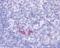 TNF Superfamily Member 11 antibody, ALX-804-243-C100, Enzo Life Sciences, Immunohistochemistry frozen image 