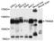 Tripartite Motif Containing 28 antibody, A2245, ABclonal Technology, Western Blot image 
