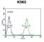 WD Repeat Domain 49 antibody, abx025962, Abbexa, Western Blot image 