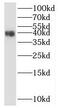Proline Rich Transmembrane Protein 1 antibody, FNab06832, FineTest, Western Blot image 
