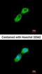 alpha-Tubulin antibody, orb11535, Biorbyt, Immunofluorescence image 