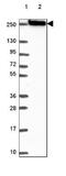 Myosin Heavy Chain 14 antibody, NBP2-49533, Novus Biologicals, Western Blot image 