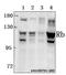 RB Transcriptional Corepressor 1 antibody, A00039T601, Boster Biological Technology, Western Blot image 