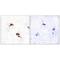 Peptidylprolyl Isomerase F antibody, A02803, Boster Biological Technology, Immunohistochemistry frozen image 