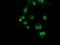 Sorting Nexin 8 antibody, NBP2-03367, Novus Biologicals, Immunofluorescence image 