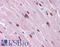 Ribosomal Oxygenase 2 antibody, LS-B5075, Lifespan Biosciences, Immunohistochemistry frozen image 