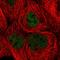 Kiaa0395 antibody, HPA046498, Atlas Antibodies, Immunofluorescence image 