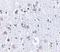 BR Serine/Threonine Kinase 1 antibody, NBP1-76778, Novus Biologicals, Immunohistochemistry frozen image 