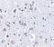 BR serine/threonine-protein kinase 1 antibody, NBP1-76778, Novus Biologicals, Immunohistochemistry frozen image 