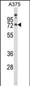 Myelin Associated Glycoprotein antibody, PA5-49646, Invitrogen Antibodies, Western Blot image 