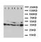 Aquaporin 4 antibody, LS-C313074, Lifespan Biosciences, Western Blot image 