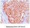 FKBP Prolyl Isomerase 4 antibody, MBS200141, MyBioSource, Immunohistochemistry paraffin image 