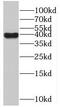 RNA Polymerase I And III Subunit C antibody, FNab06616, FineTest, Western Blot image 