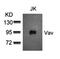 Vav Guanine Nucleotide Exchange Factor 1 antibody, orb14563, Biorbyt, Western Blot image 