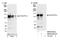 General Transcription Factor IIi antibody, NB100-61054, Novus Biologicals, Western Blot image 