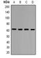 Zinc Finger And SCAN Domain Containing 25 antibody, orb382543, Biorbyt, Western Blot image 