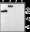 Purinergic Receptor P2Y1 antibody, GTX54795, GeneTex, Western Blot image 