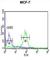 Biorientation Of Chromosomes In Cell Division 1 antibody, abx034596, Abbexa, Western Blot image 