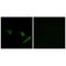 Autophagy Related 4A Cysteine Peptidase antibody, A06539-1, Boster Biological Technology, Immunofluorescence image 