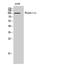 Rhophilin Rho GTPase Binding Protein 1 antibody, STJ95454, St John